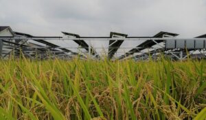 ソーラーシェアリングで水稲はほんとに育つのか。結果報告！ 岡山県倉敷市