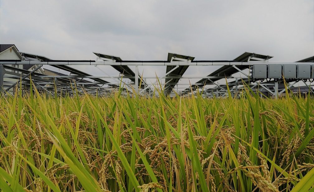 ソーラーシェアリングで水稲はほんとに育つのか。結果報告！ 岡山県倉敷市