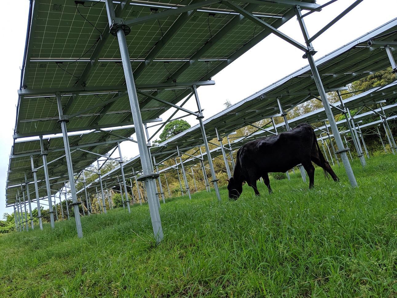 ソーラーシェアリングは畜産農家にもオススメ！！大分県国東市