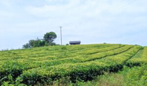 愛媛県西予市のポツンと一軒家に行きました！お茶農家の天空茶へ