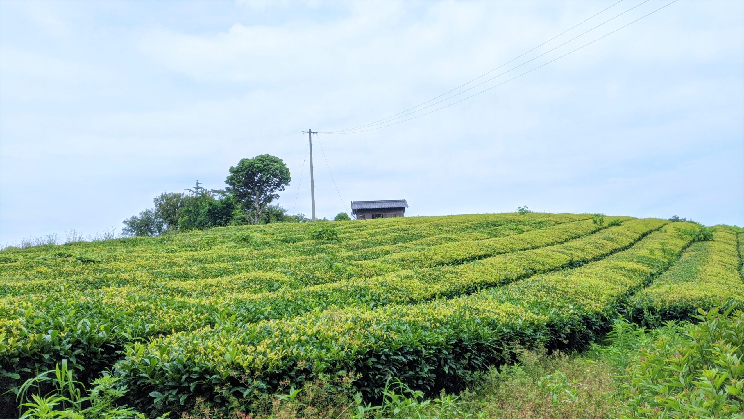 愛媛県西予市のポツンと一軒家に行きました！お茶農家の天空茶へ