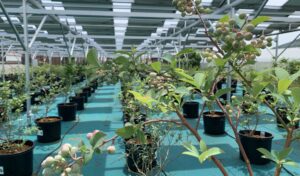 兵庫県のブルーベリー栽培（ソーラーシェアリング）を紹介します。