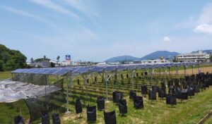 ソーラーシェアリング榊栽培の注意ポイント！！　福岡県宗像市