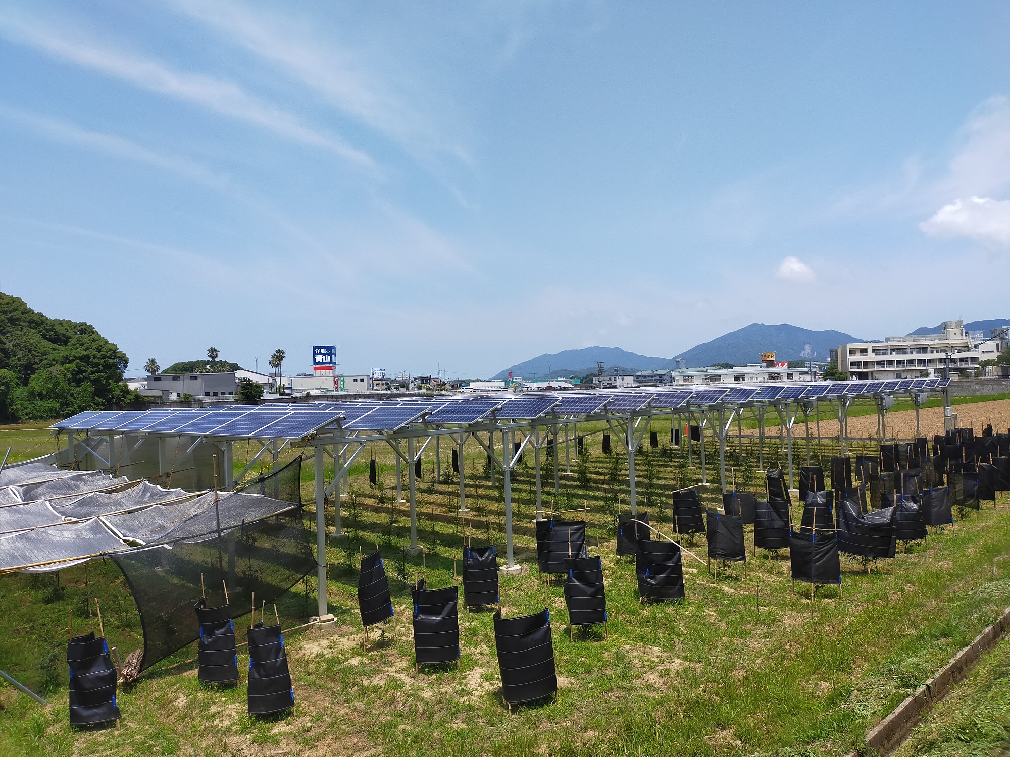 ソーラーシェアリング榊栽培の注意ポイント！！　福岡県宗像市