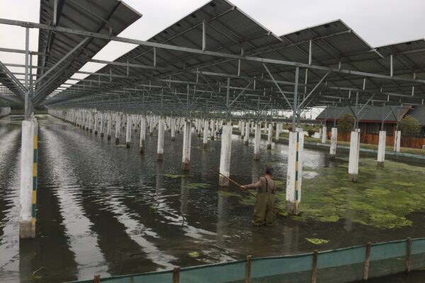 中国蘇州市 養魚案件