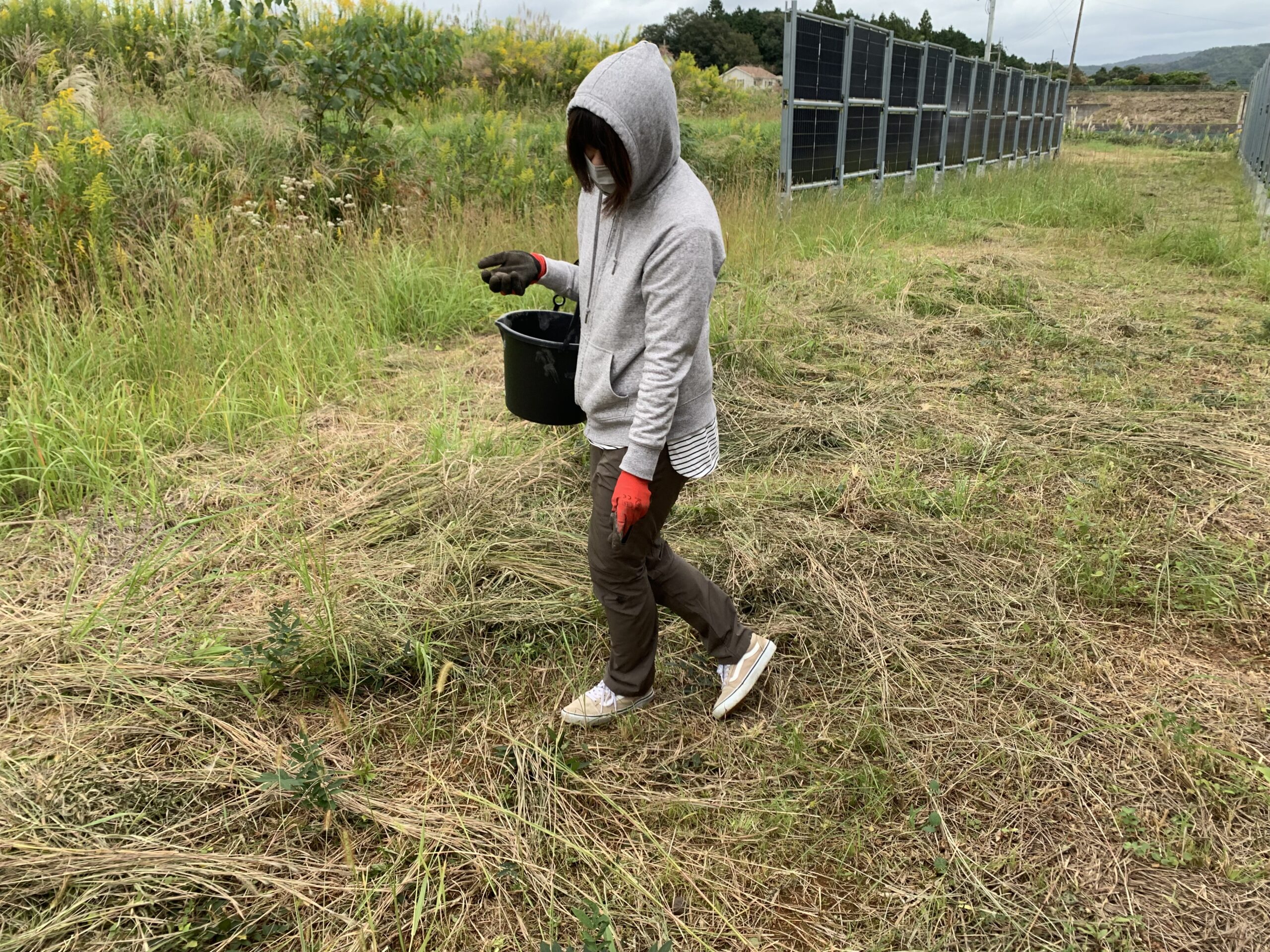 ソーラーシェアリング農地に「自然農法に挑戦」