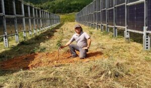 垂直架台の農地に栗の木を植えた。