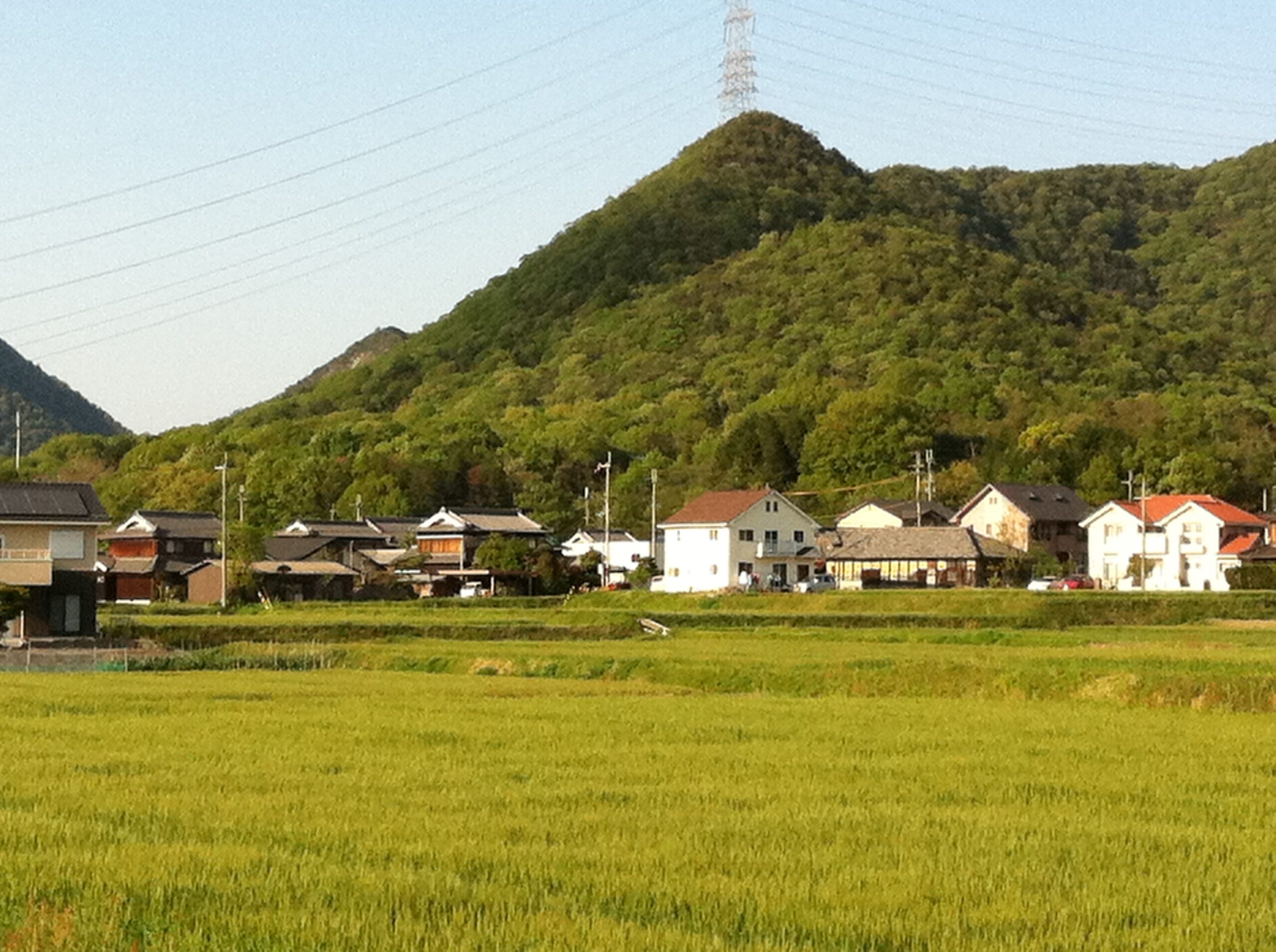 ふるさと加東、山田錦のルーツ再認識